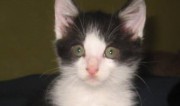 Portrait Jimmys Babykatzen Portrait Jimmys Babykatzen