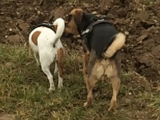 Ella update 3-6