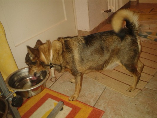 Fifi 1-1
