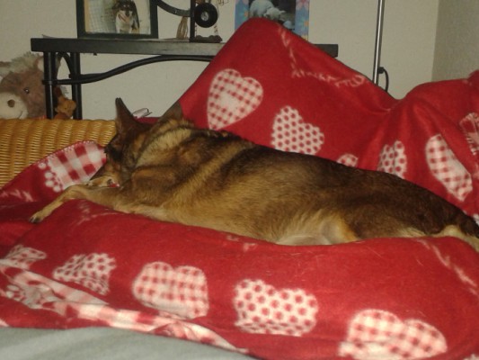 Fifi 1-2