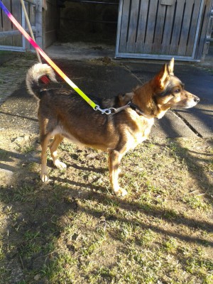 Fifi 1-4 update 2