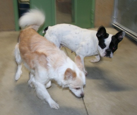 Prince und Daya