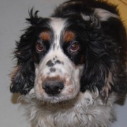 Portrait Boule – nun Balou