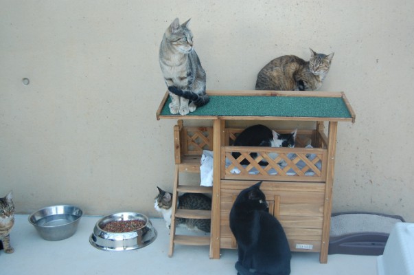 Katzen 5 DSC_0004