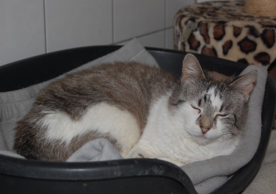 Minette 1-1
