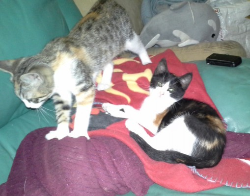 Lily u. Fee 1-3