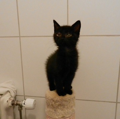 Momo update 2-1