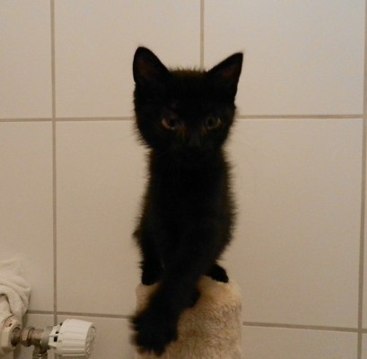 Momo update 2-2