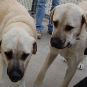 Portrait Nikita und Farouk