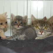 Katzenbabys Mai 2015-3