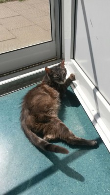 Bella update 1-2