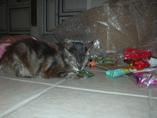Bella update 4 (1)