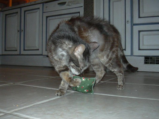Bella update 4 (2)