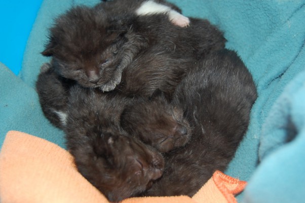 Katzenbabies 2-3