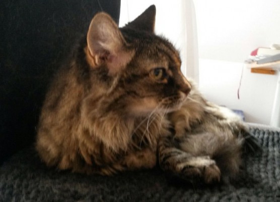 Poussy update 1