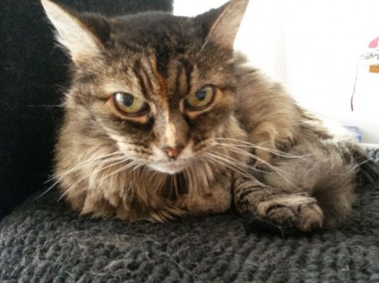 Poussy update 2