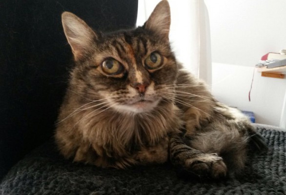 Poussy update 3
