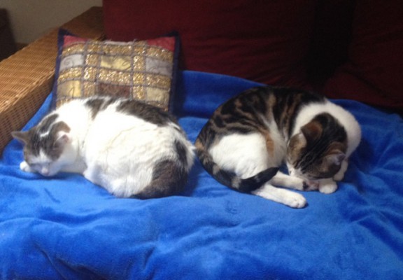 Elsa und Juliette vermittelt