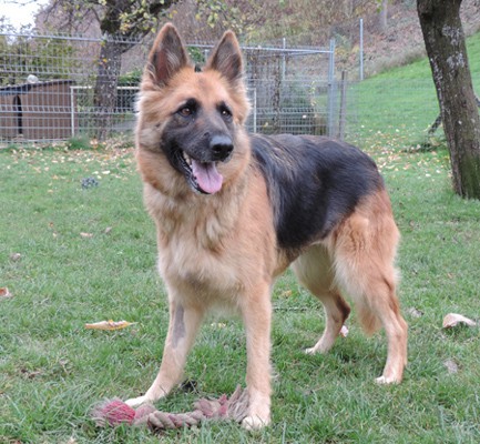 Sheeba 1-1