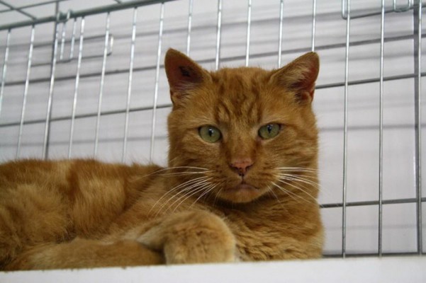 Pat le Chat 1