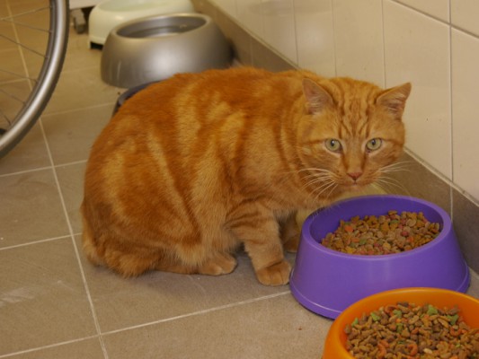 Pat le chat update 1 (2)
