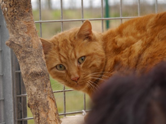 Pat le chat update 1