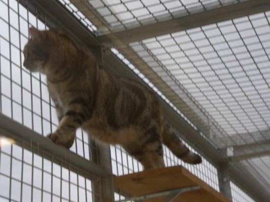 Sybelle update 1 (2)