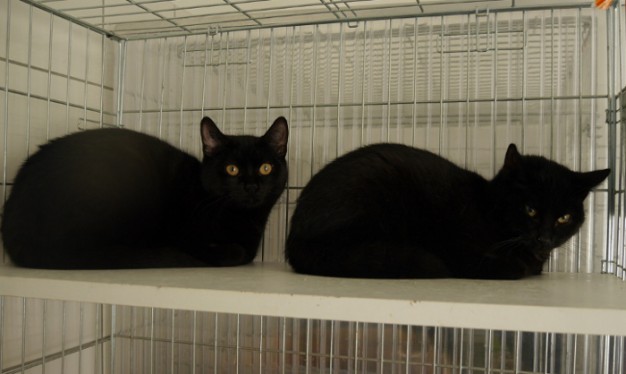 Looping und Laskar 1