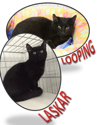 Looping und Laskar 3