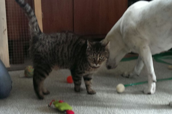 Nelly 1-1