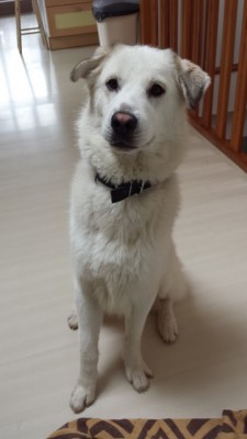 Pongo 1