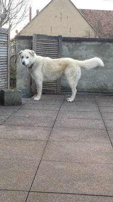 Pongo 3