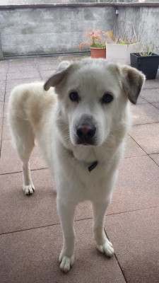 Pongo 5