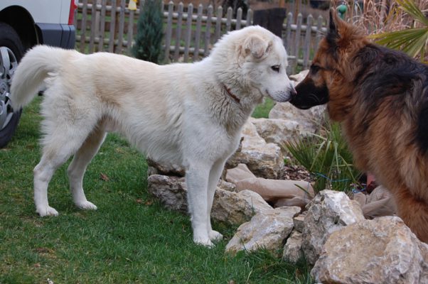 Pongo update 2 (2)