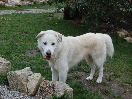Pongo update 2 (3)
