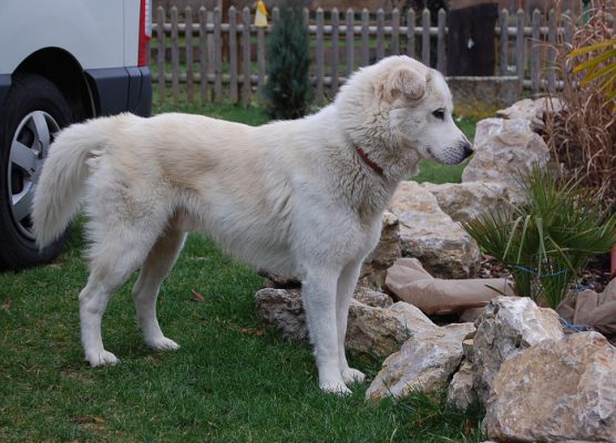 Pongo update 2