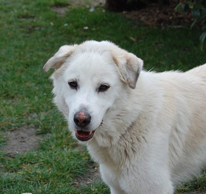 Pongo update 2 (6)
