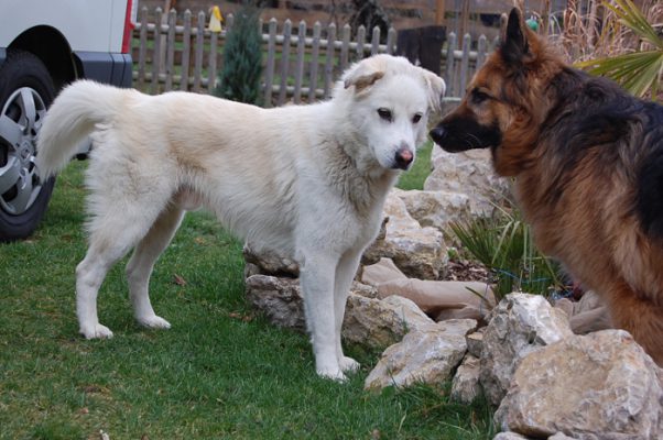 Pongo update 3 (4)