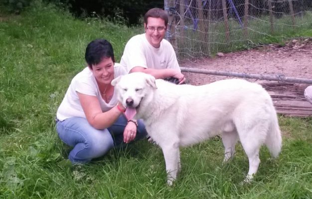 Pongo update 7