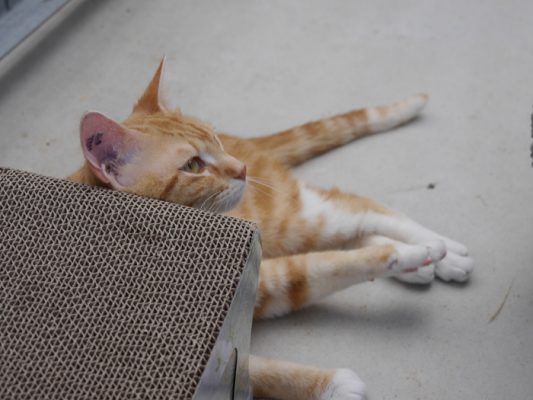 Simba 1-1 update (1)