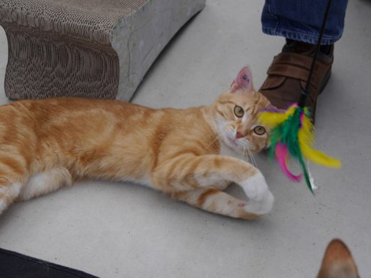 Simba 1-1 update (2)