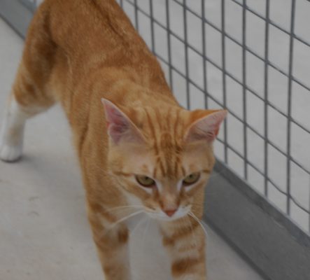 Simba 1-1 update (3)
