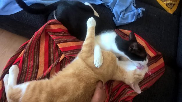 Simba update 1-1