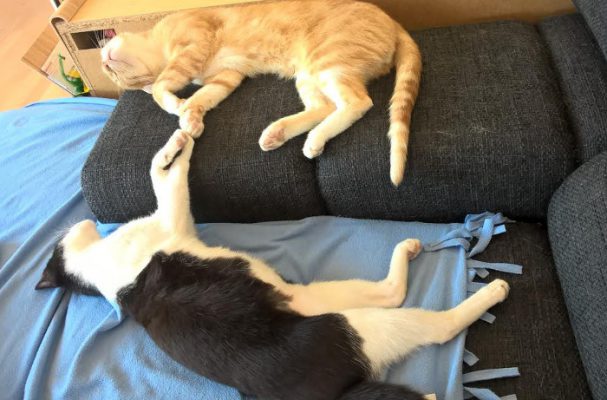 Simba update 1-2