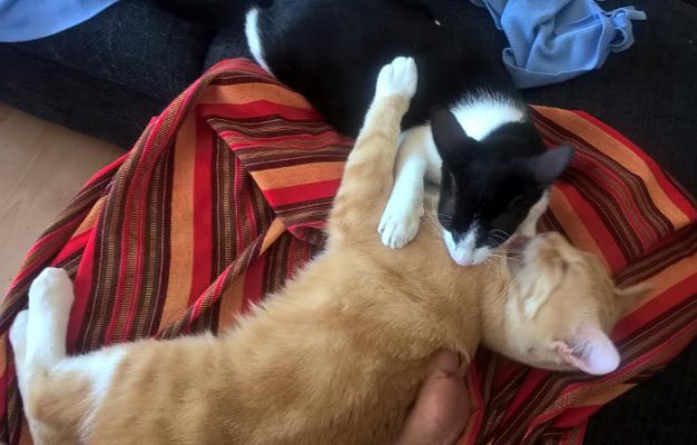 Simba update 1-3