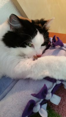 Chipie update 3-2