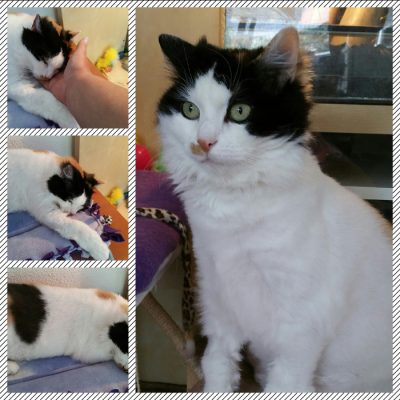 Chipie update 3-3