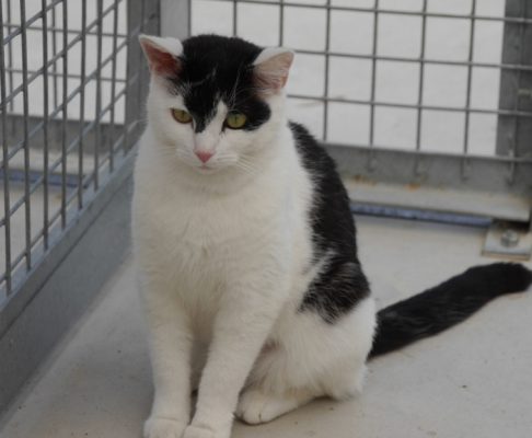 Zena 1-1