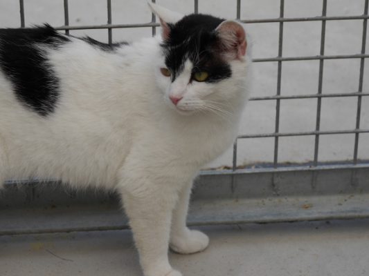 Zena 1-2