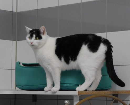zena-up-2-2